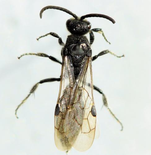 Réf. 202 317 : Pseudotiphia villosa